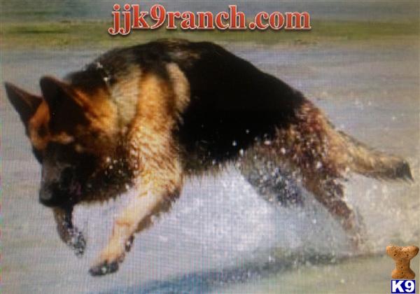 German Shepherd Puppies in CA